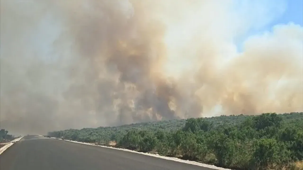 Diyarbakır'da ormanlık alana sıçrayan yangın kontrol altına alınıyor