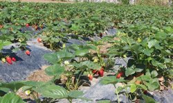 Tarımda Dijitalleşme ve Yenilenebilir Enerji Yatırımlarına Hibe İmkanı