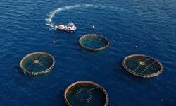 Karadeniz'in su ürünleri ihracatı 85 milyon doları aştı