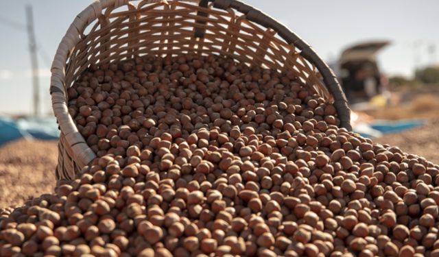 Fındık ihracatından iki ayda 388 milyon dolar gelir