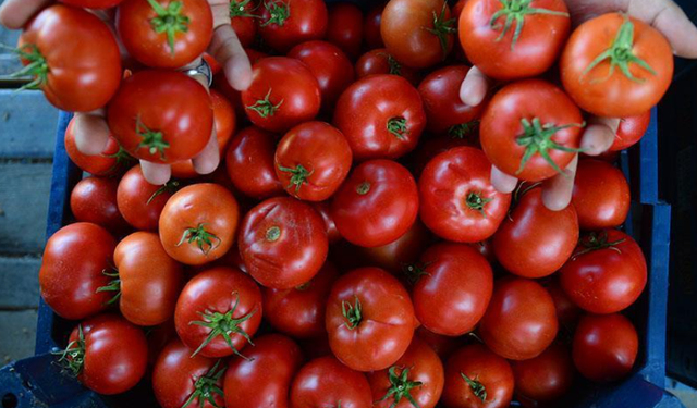Ticaret Bakanlığından "domateslerin çöpe dökülmesiyle" ilgili açıklama
