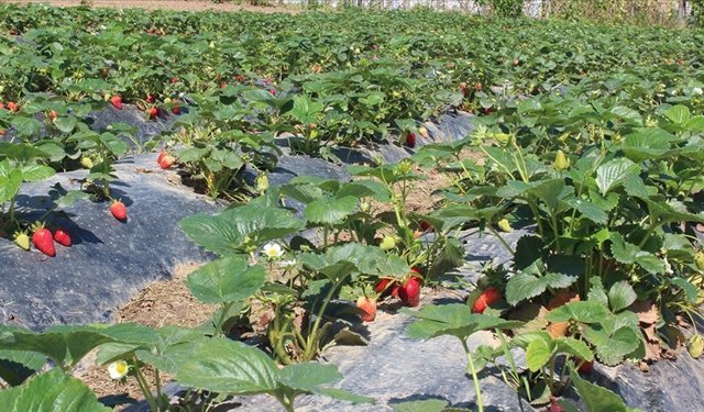 Tarımda Dijitalleşme ve Yenilenebilir Enerji Yatırımlarına Hibe İmkanı