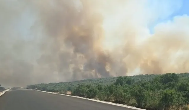Diyarbakır'da ormanlık alana sıçrayan yangın kontrol altına alınıyor